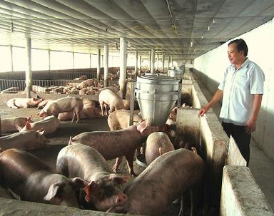 Phát triển chăn nuôi theo hướng an toàn sinh học
