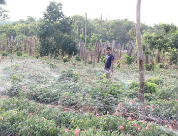 Tấm gương điển hình sản xuất kinh doanh giỏi