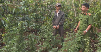 Báo động tình trạng trồng cây cần sa lẫn trong đất rẫy