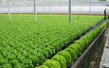 Phê duyệt Đề án phát triển nông nghiệp hữu cơ