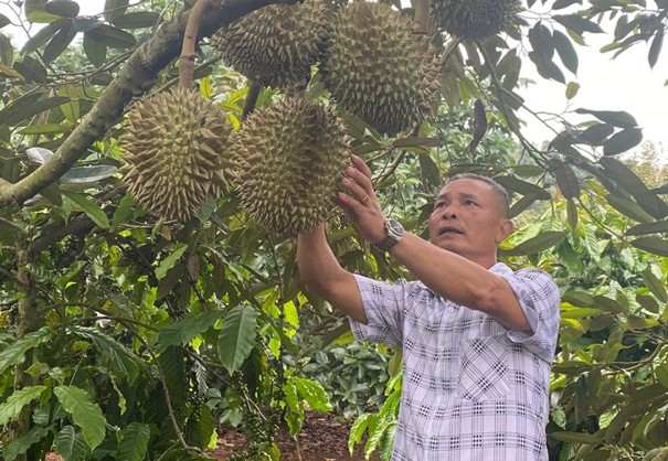 Triển vọng mô hình trồng xen cây ăn trái trong vườn cà phê