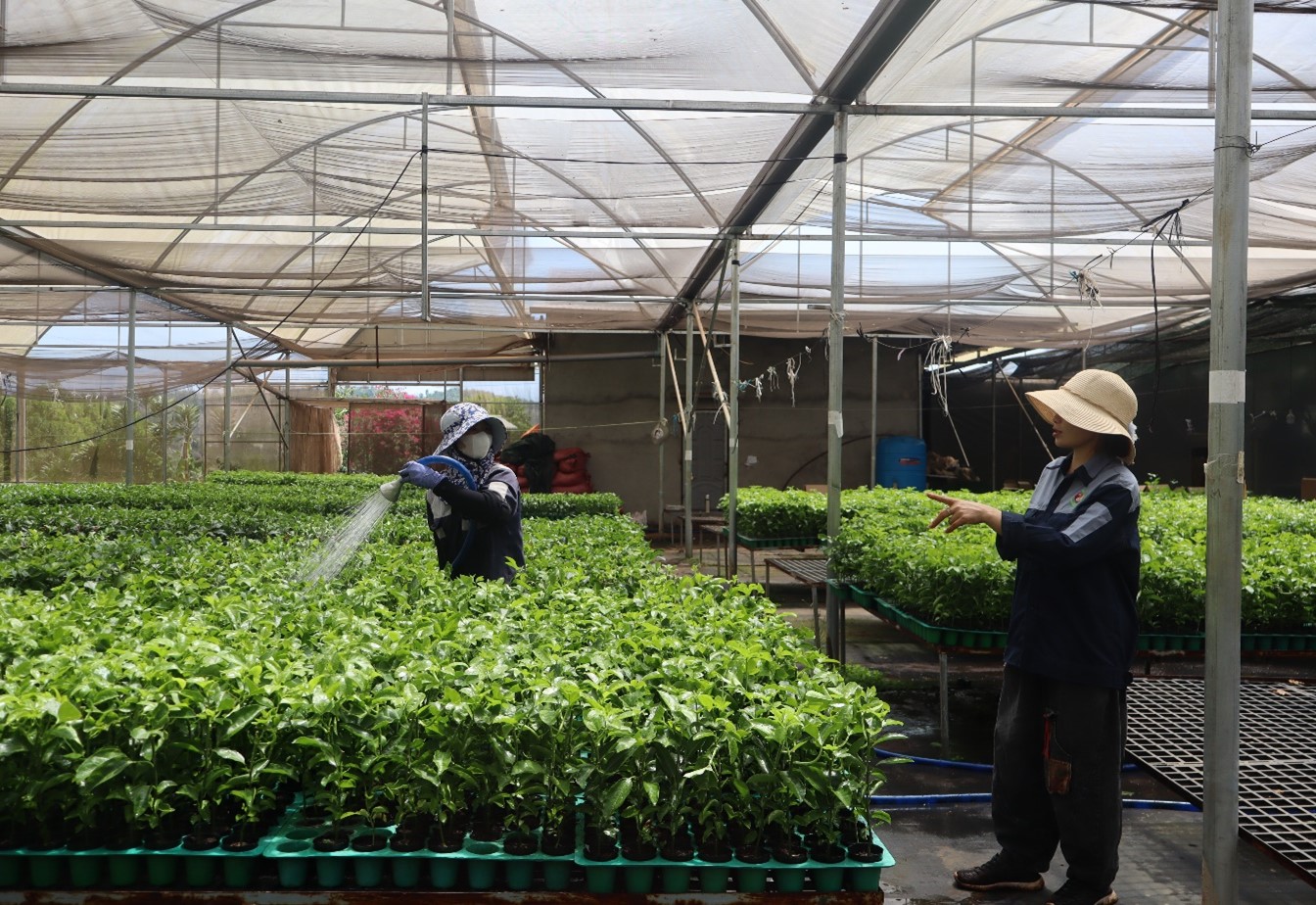 Các cơ sở kinh doanh cây giống trên địa bàn huyện Ea H’leo vào mùa